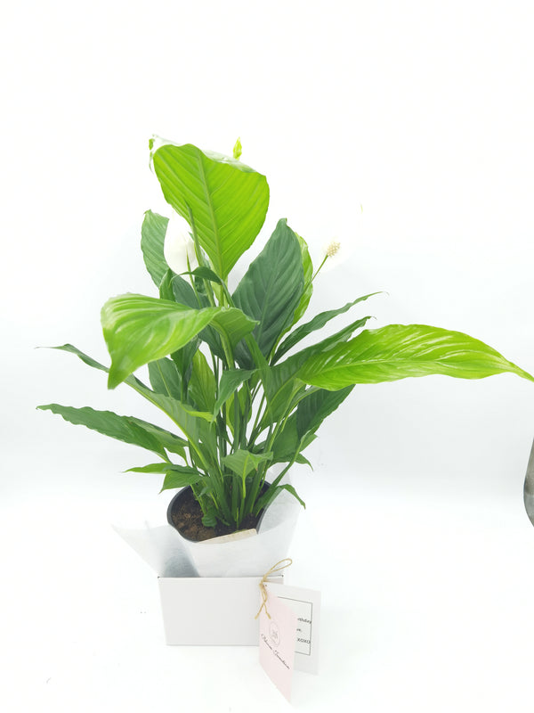 Peace Lily