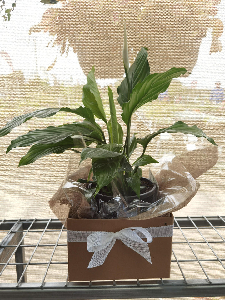 Peace Lily - Bloom Junction Florist