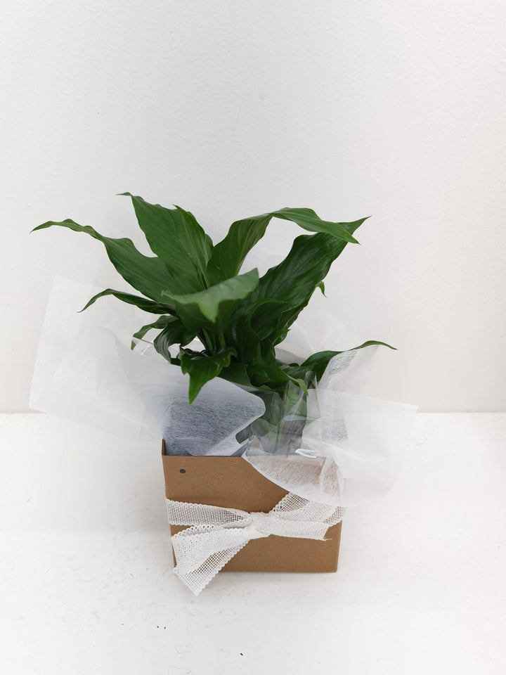 Peace Lily - Bloom Junction Florist