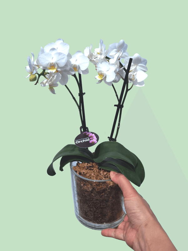 Orchid Pot - White - Bloom Junction Florist